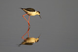 Image. Black-winged Stilt