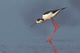 Image. Black-winged Stilt
