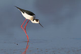 Image. Black-winged Stilt