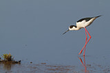 Image. Black-winged Stilt