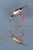 Image. Black-winged Stilt