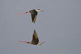 Image. Black-winged Stilt