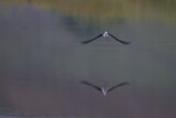 Image. Black-winged Stilt