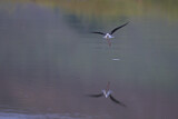 Image. Black-winged Stilt