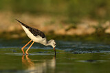 Image. Black-winged Stilt