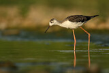 Image. Black-winged Stilt
