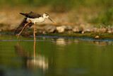 Image. Black-winged Stilt