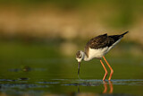 Image. Black-winged Stilt