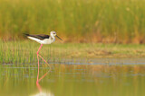 Image. Black-winged Stilt