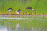 Image. Black-winged Stilt