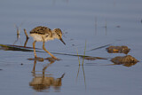 Image. Black-winged Stilt