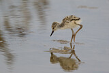 Image. Black-winged Stilt