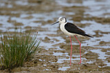 Image. Black-winged Stilt
