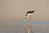 Image. Black-winged Stilt