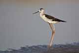 Image. Black-winged Stilt