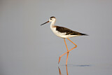 Image. Black-winged Stilt