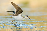 Image. Black-winged Stilt