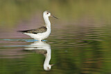 Image. Black-winged Stilt