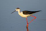 Image. Black-winged Stilt
