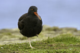 Image. Blackish Oystercatcher