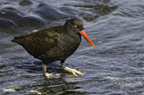 Image. Blackish Oystercatcher