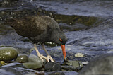 Image. Blackish Oystercatcher
