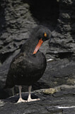 Image. Blackish Oystercatcher