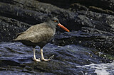 Image. Blackish Oystercatcher