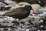 Image. Blackish Oystercatcher