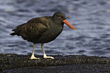 Image. Blackish Oystercatcher