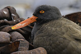 Image. Blackish Oystercatcher