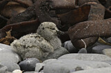 Image. Blackish Oystercatcher