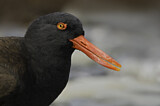 Image. Blackish Oystercatcher
