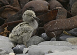 Image. Blackish Oystercatcher