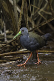 Image. Blackish Rail