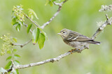 Image. Blackpoll Warbler