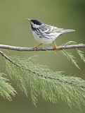 Image. Blackpoll Warbler