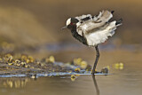Image. Blacksmith Lapwing