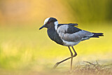 Image. Blacksmith Lapwing