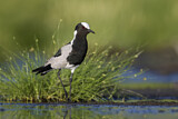 Image. Blacksmith Lapwing