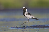 Image. Blacksmith Lapwing