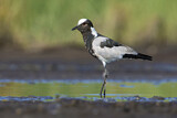 Image. Blacksmith Lapwing