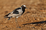 Image. Blacksmith Lapwing