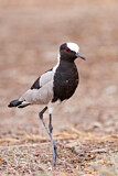 Image. Blacksmith Lapwing