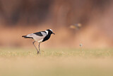 Image. Blacksmith Lapwing