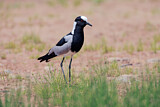 Image. Blacksmith Lapwing