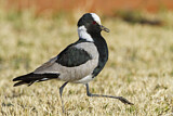 Image. Blacksmith Lapwing