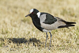 Image. Blacksmith Lapwing