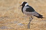 Image. Blacksmith Lapwing