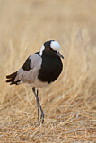 Image. Blacksmith Lapwing